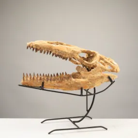 Moroccan Mosasaurus Jaw Fossil  on Custom Stand - 21